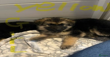 German Shepherd dogs - Advert 2