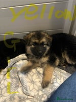 German Shepherd dogs - Advert 3