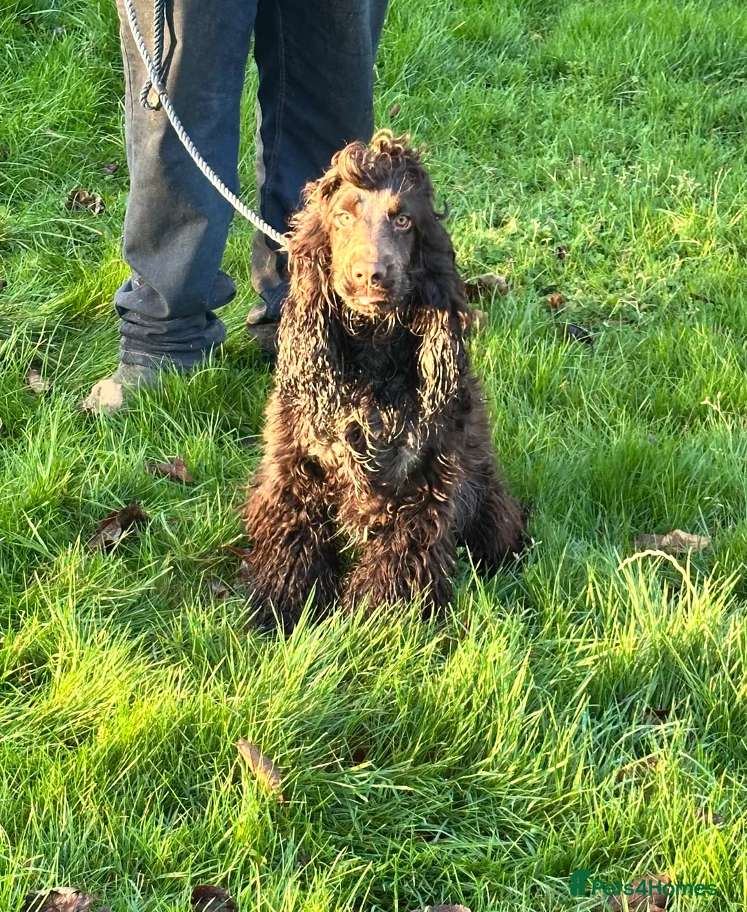 Cocker Spaniel dogs for sale: Handsome chocolate roan boy - Advert 7