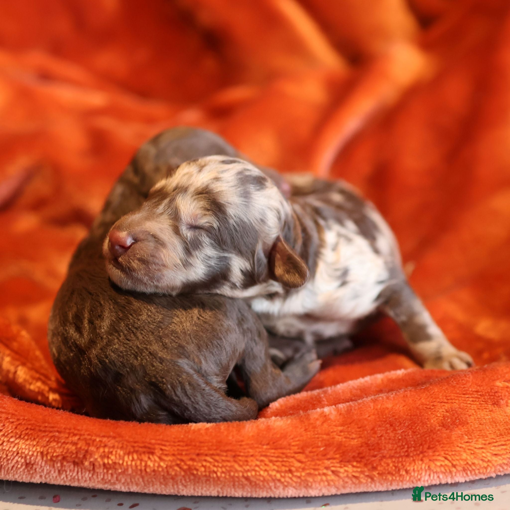 Australian Labradoodle dogs 🌈 Puppies have arrived, viewing 3rd 4th October❤️ - Advert 4