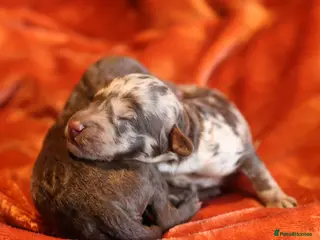 Australian Labradoodle dogs 🌈 Puppies have arrived, viewing 3rd 4th October❤️ - Advert 4