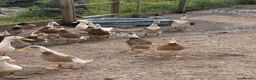 Ducks poultry for sale: Indian runner drakes  - Advert 1
