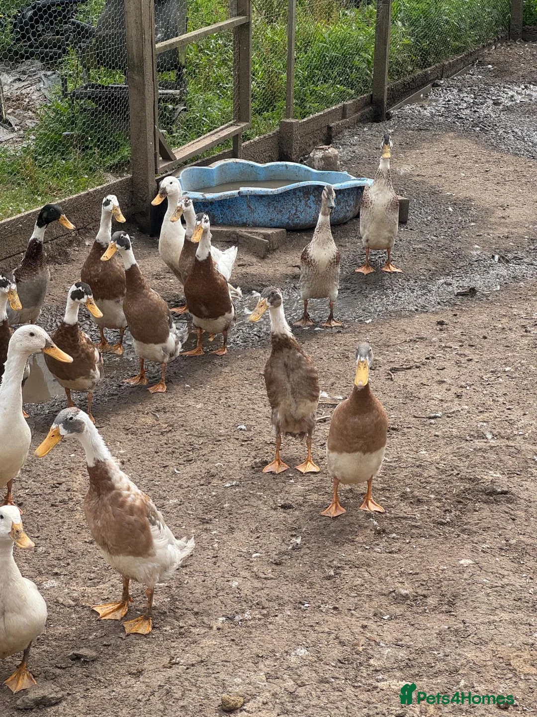 Ducks poultry for sale: Indian runner drakes  - Advert 1