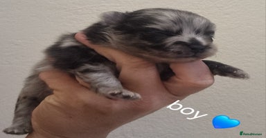 Pomeranian dogs - Advert 6