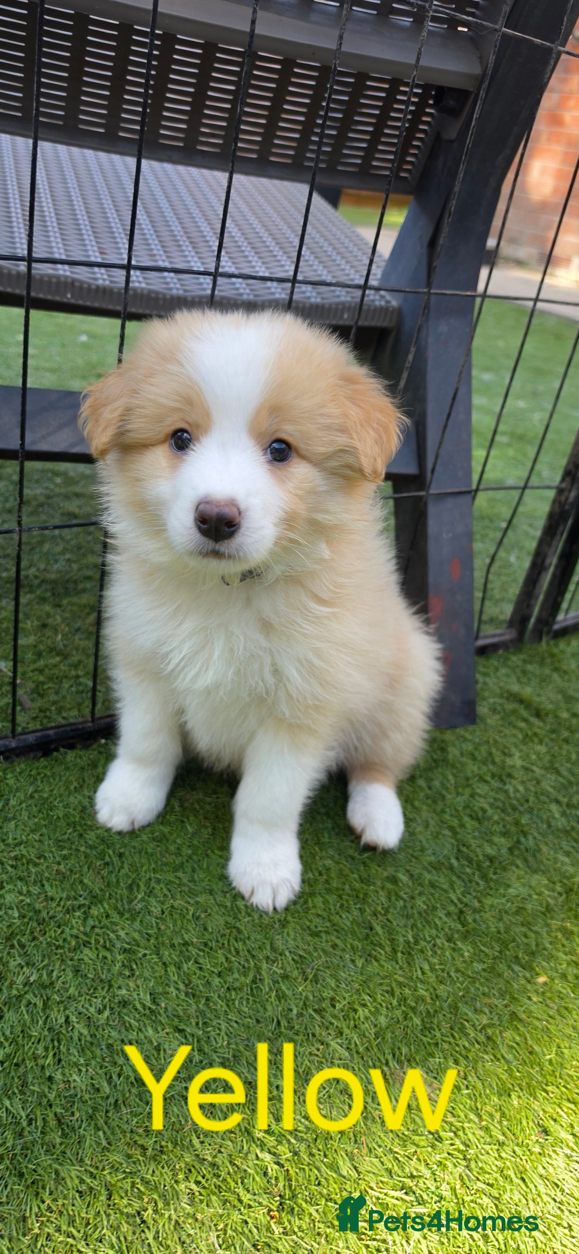 Border Collie dogs Beautiful EE-Red/Golden Long Haired Border Collies - Advert 2