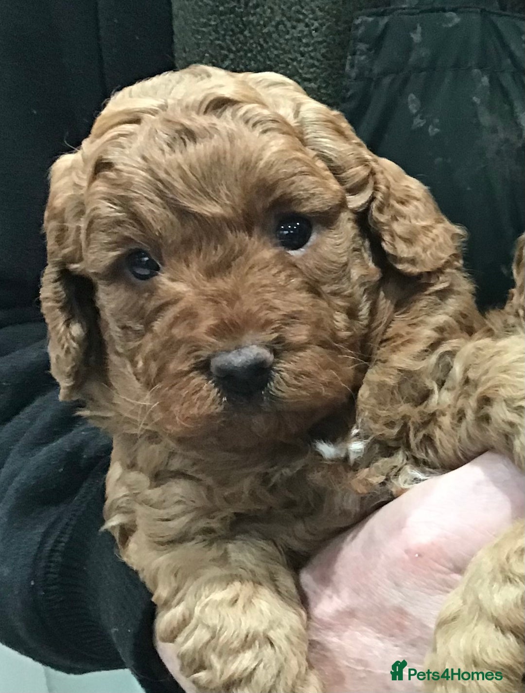 Labradoodle dogs for sale: 5* MINI F1B LABRADOODLE PUPPIES. - Advert 3