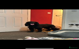 Cocker Spaniel dogs for sale: 3 year old cocker spaniel  - Image 2