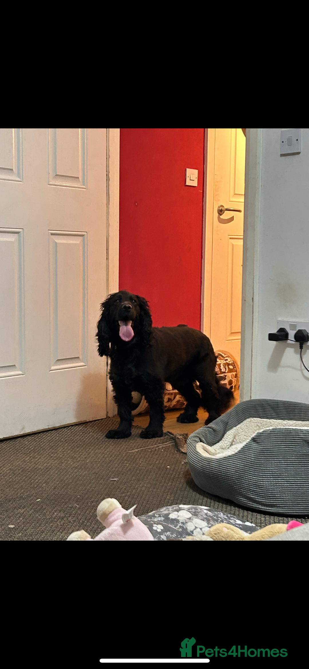 Cocker Spaniel dogs for sale: 3 year old cocker spaniel  - Image 2