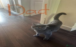 Scottish Fold cats for sale: Scottish fold - Image 12