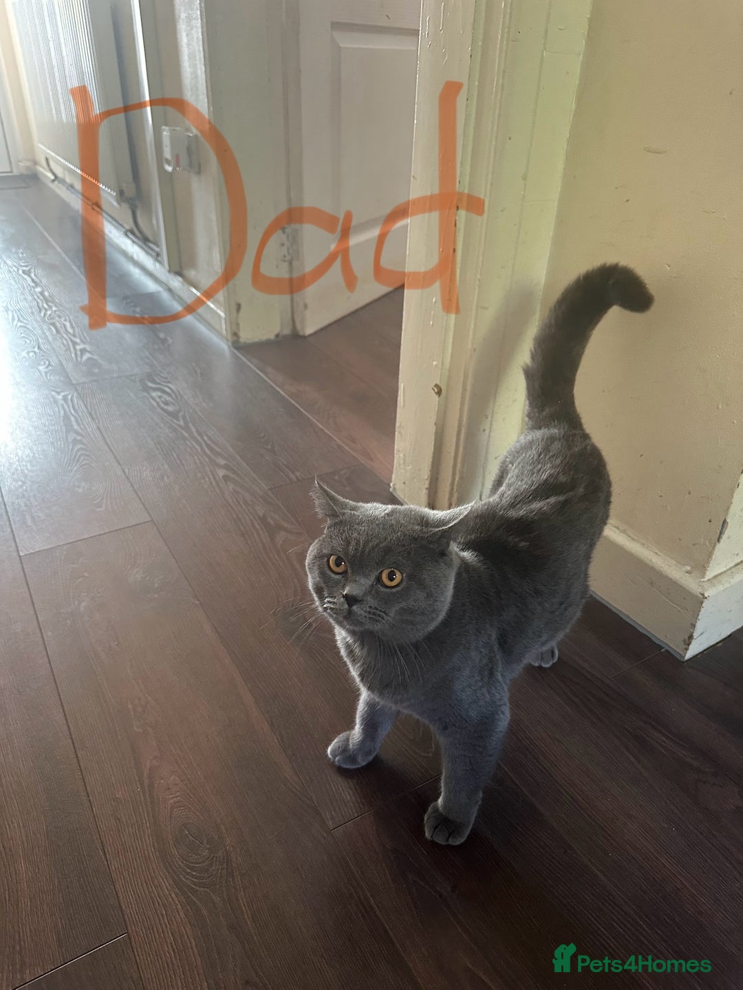 Scottish Fold cats for sale: Scottish fold - Image 12