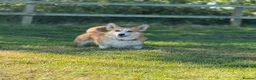 Welsh Corgi Cardigan dogs for stud: Beautiful KC Corgi Stud  - Advert 2