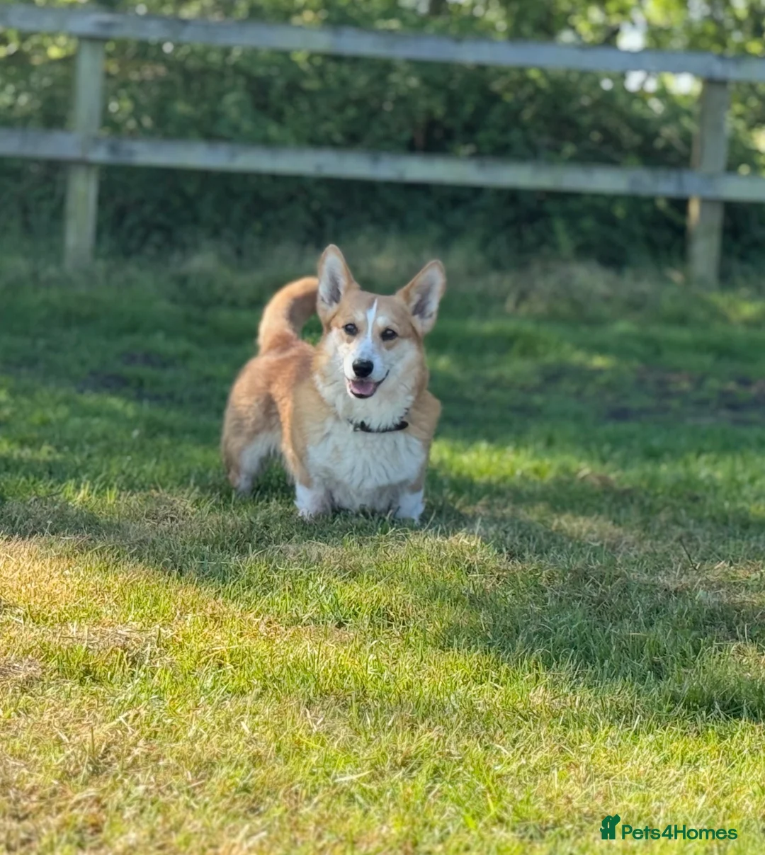 Welsh Corgi Cardigan dogs for stud: Beautiful KC Corgi Stud  - Advert 2