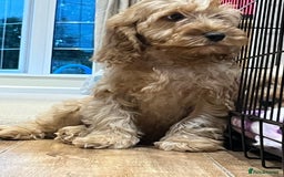 Cockapoo dogs for sale: Healthy Cockapoos boys fully vaccinated  - Image 21