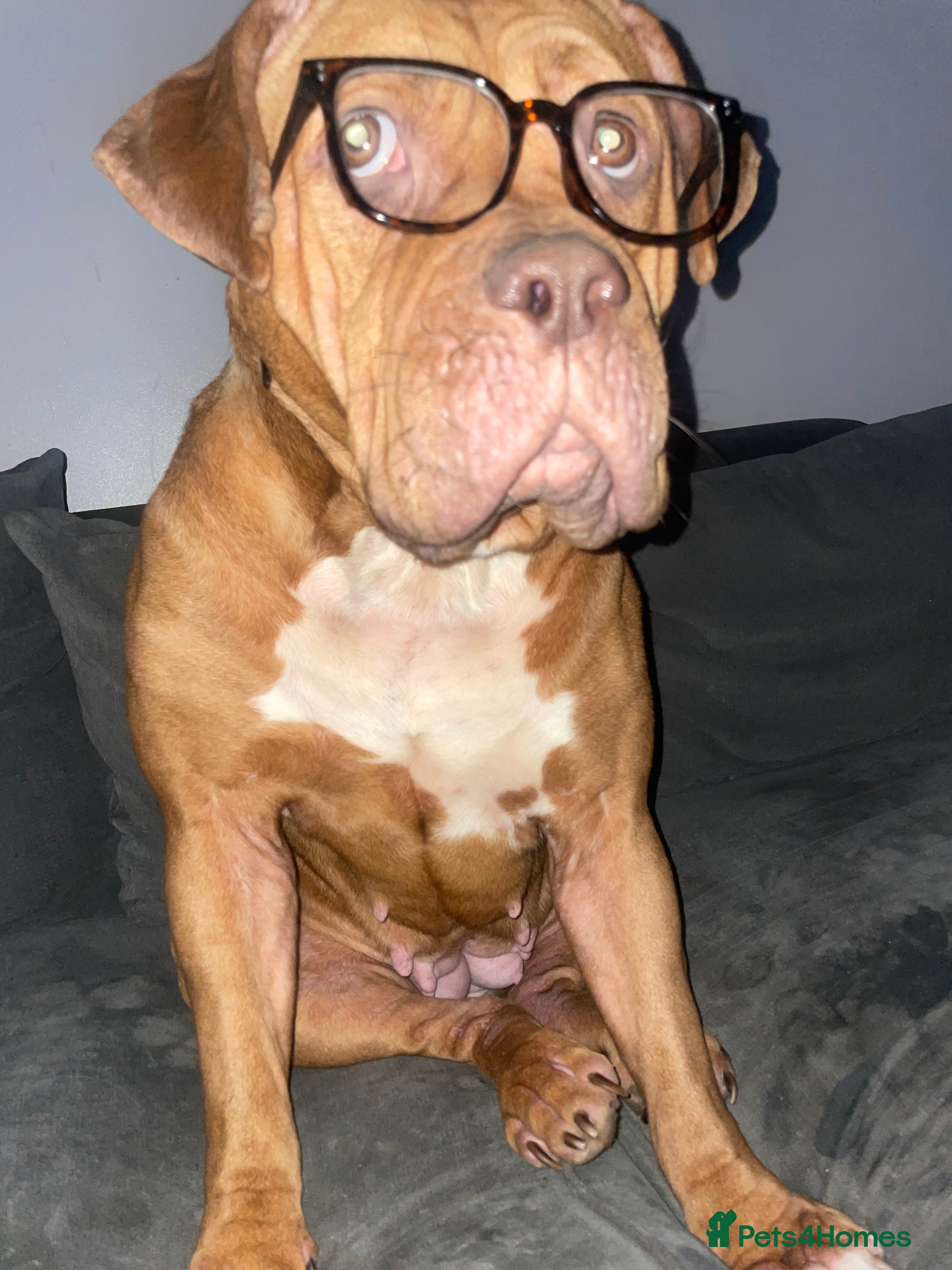 Mixed Breed dogs Beautiful Girl, Sad Circumstances  - Advert 1