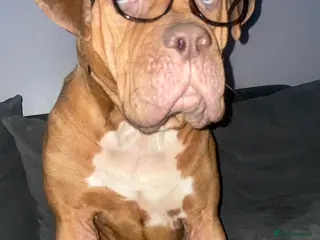 Mixed Breed dogs Beautiful Girl, Sad Circumstances - Advert 1