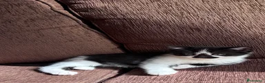 Kitten 2