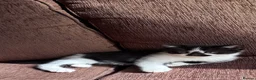 Mixed Breed cats for sale: Beautiful kittens looking for their forever homes - Advert 4