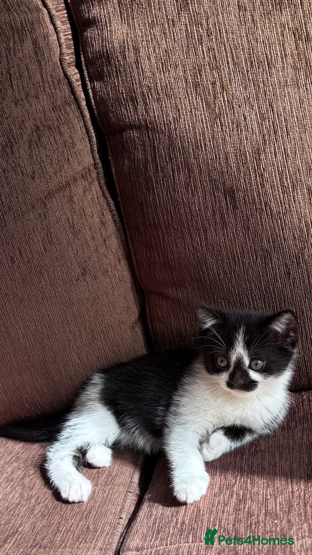 Mixed Breed cats for sale: Beautiful kittens looking for their forever homes - Advert 4
