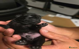 Pug dogs for sale: KC Pug puppies 4 girls 3 boys - Image 25