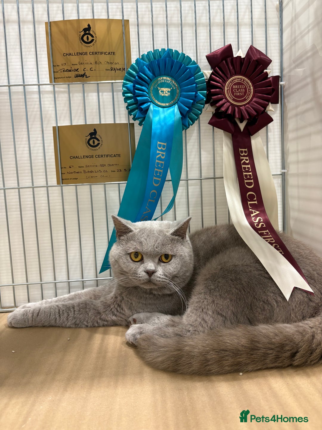 British Shorthair cats for stud: GCCF Champion Active Lilac Male for Stud Services  - Advert 1