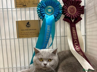 British Shorthair cats GCCF Champion Active Lilac Male for Stud Services - Advert 5