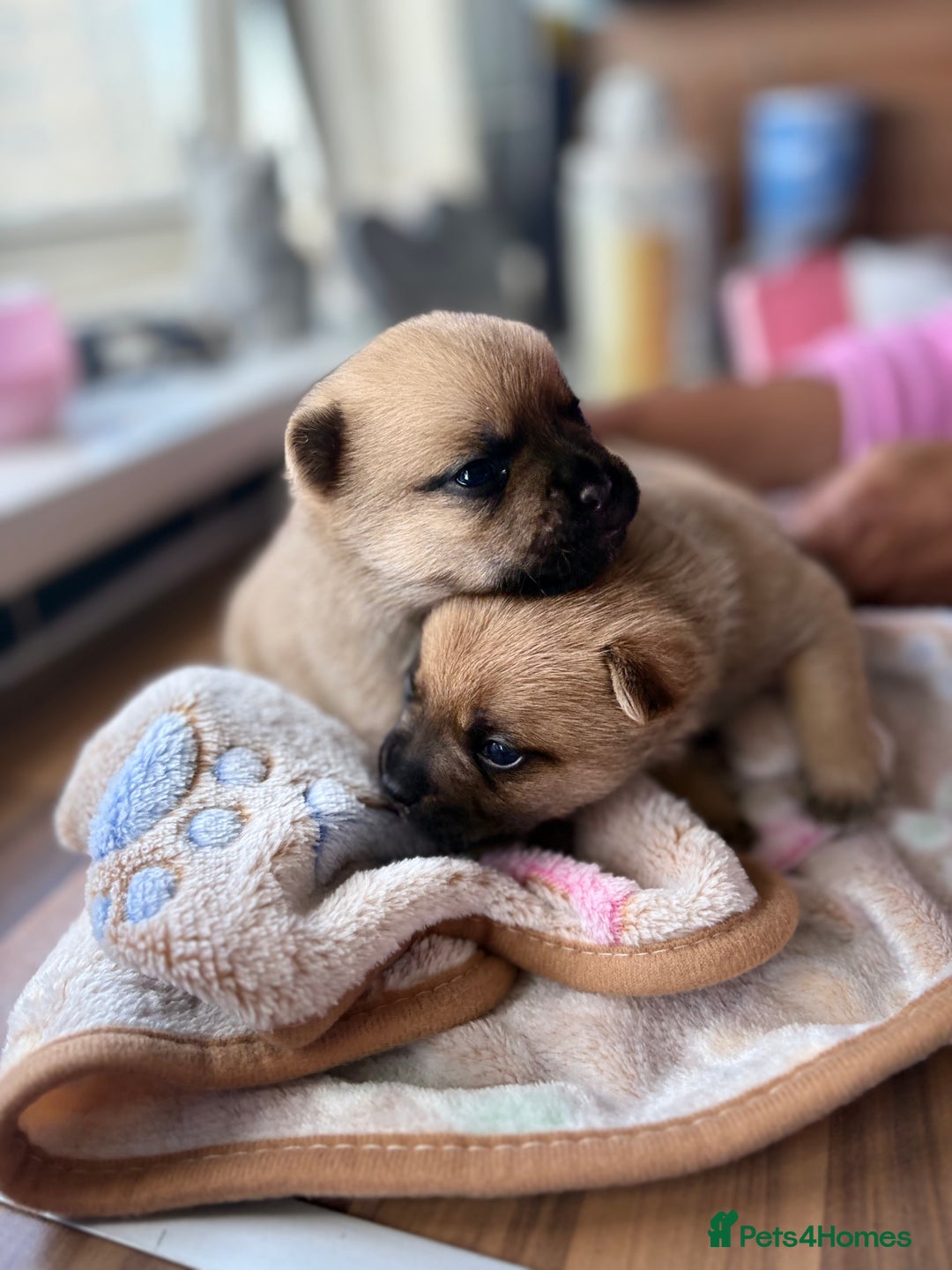 Mixed Breed dogs for sale: FrenchieXPomeranian  - Image 12