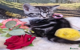 British Shorthair cats for sale: British Shorthair Tabby  - Image 17