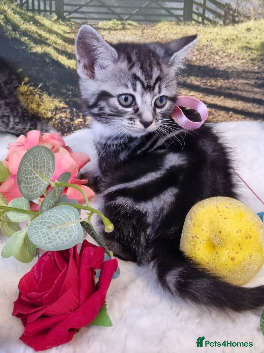 British Shorthair cats for sale: British Shorthair Tabby  - Image 17