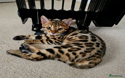 Bengal cats for sale: Bengal cat - Image 7