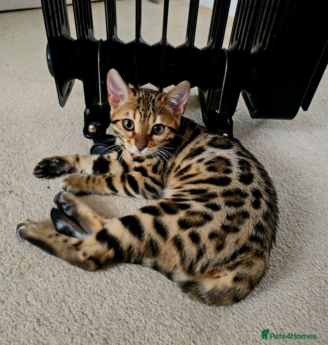 Bengal cats for sale: Bengal cat - Image 7