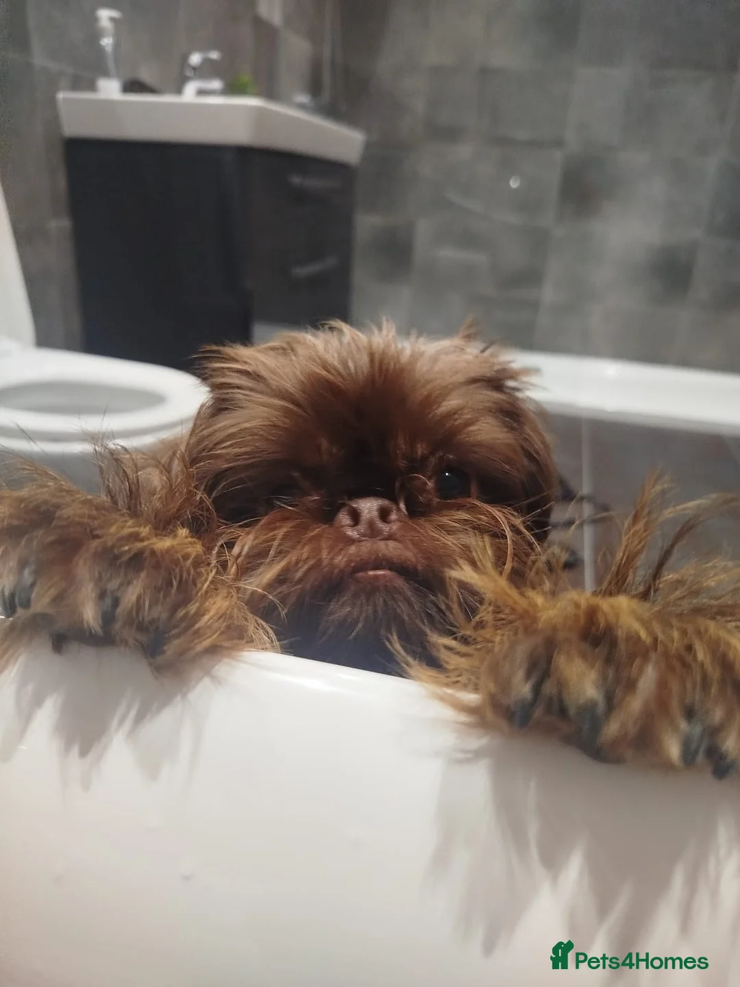 Griffon Bruxellois dogs for sale: Adorable chocolate boy - Advert 2