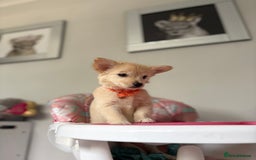 Chihuahua dogs for sale: Chihuahua x Italian volpino (5 puppies left ) 🏆 - Image 3