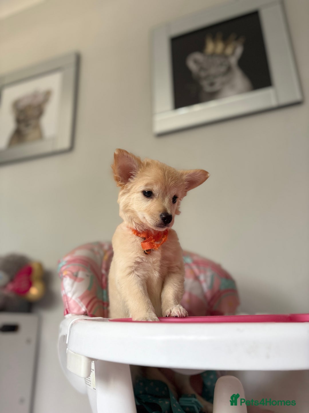 Chihuahua dogs for sale: Chihuahua x Italian volpino (5 puppies left ) 🏆 - Image 3