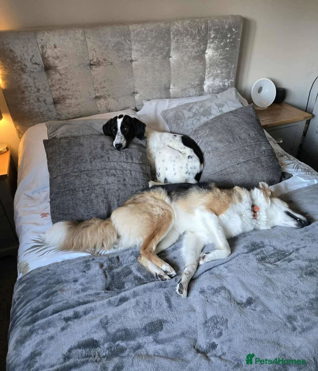 Mixed Breed dogs for adoption: Meet Annabel, currently residing in Hertfordshire  - Advert 8