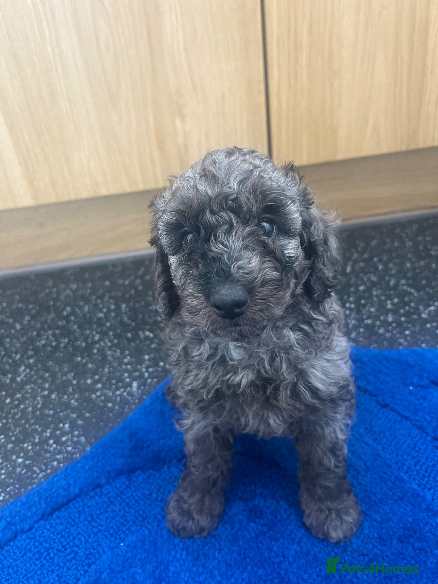 Cavapoo dogs Miniature cavapoo ready 11th august 💕💙 - Advert 2