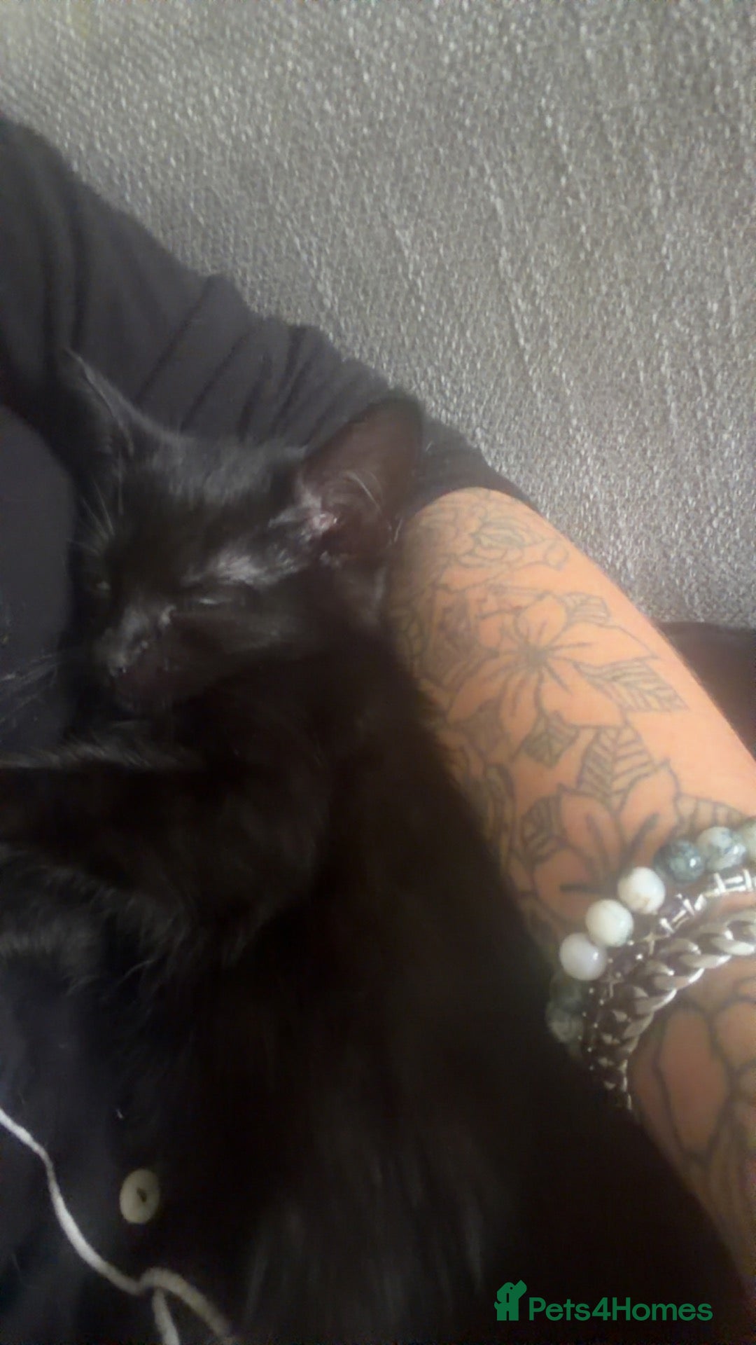 Mixed Breed cats for sale: Black cats  - Advert 4