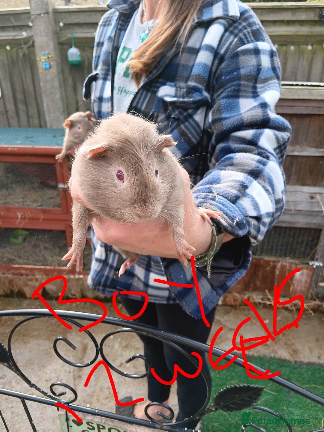 Guinea Pig rodents for sale: Guinea pigs  - Image 4