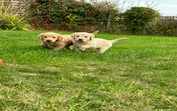 Labradoodle dogs for sale: Adorable Labrador doodle pups from KC reg parents - Image 1