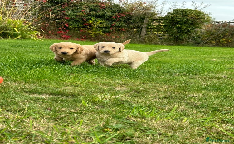 Labradoodle dogs - Advert 1