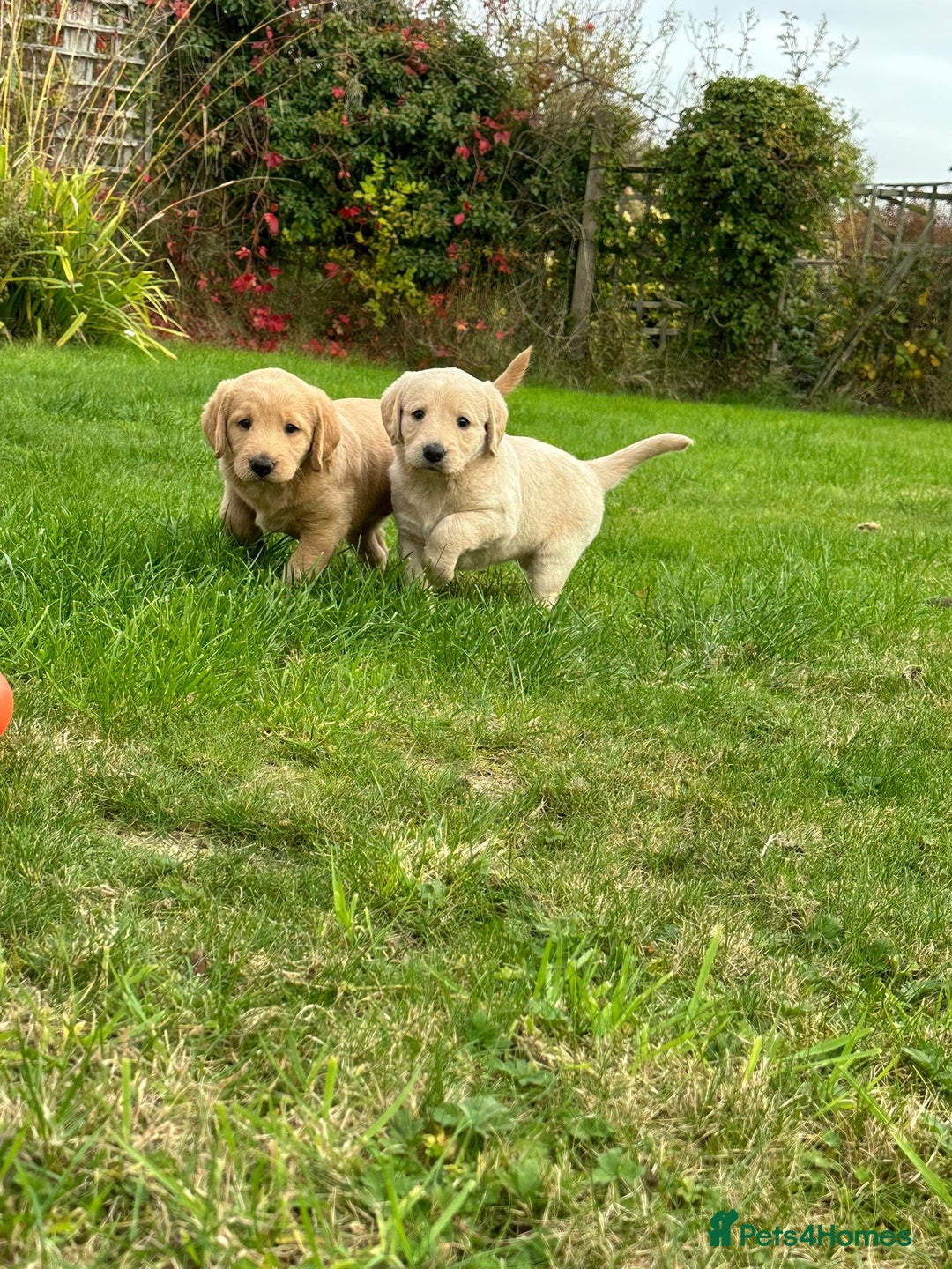 Labradoodle dogs for sale: Adorable Labrador doodle pups from KC reg parents - Image 1