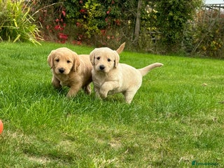 Labradoodle dogs - Advert 2