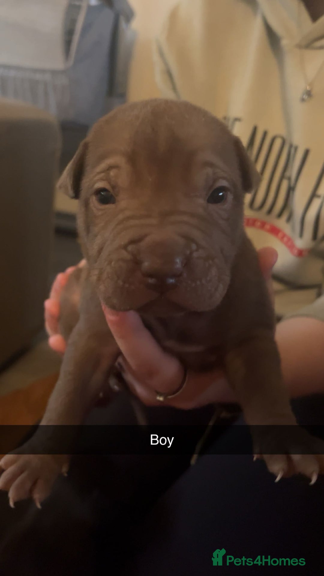 Mixed Breed dogs for sale: Pups for sale - Image 5