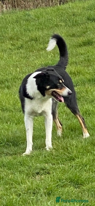 Border Collie dogs Pure border collie adult - Advert 1