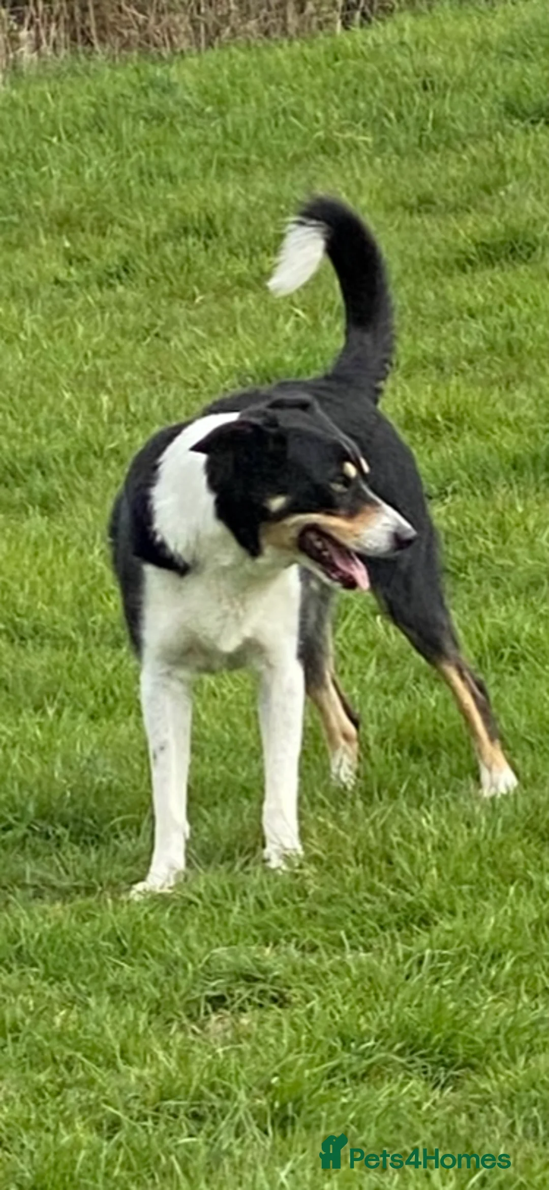 Border Collie dogs for sale: Pure border collie adult - Advert 1