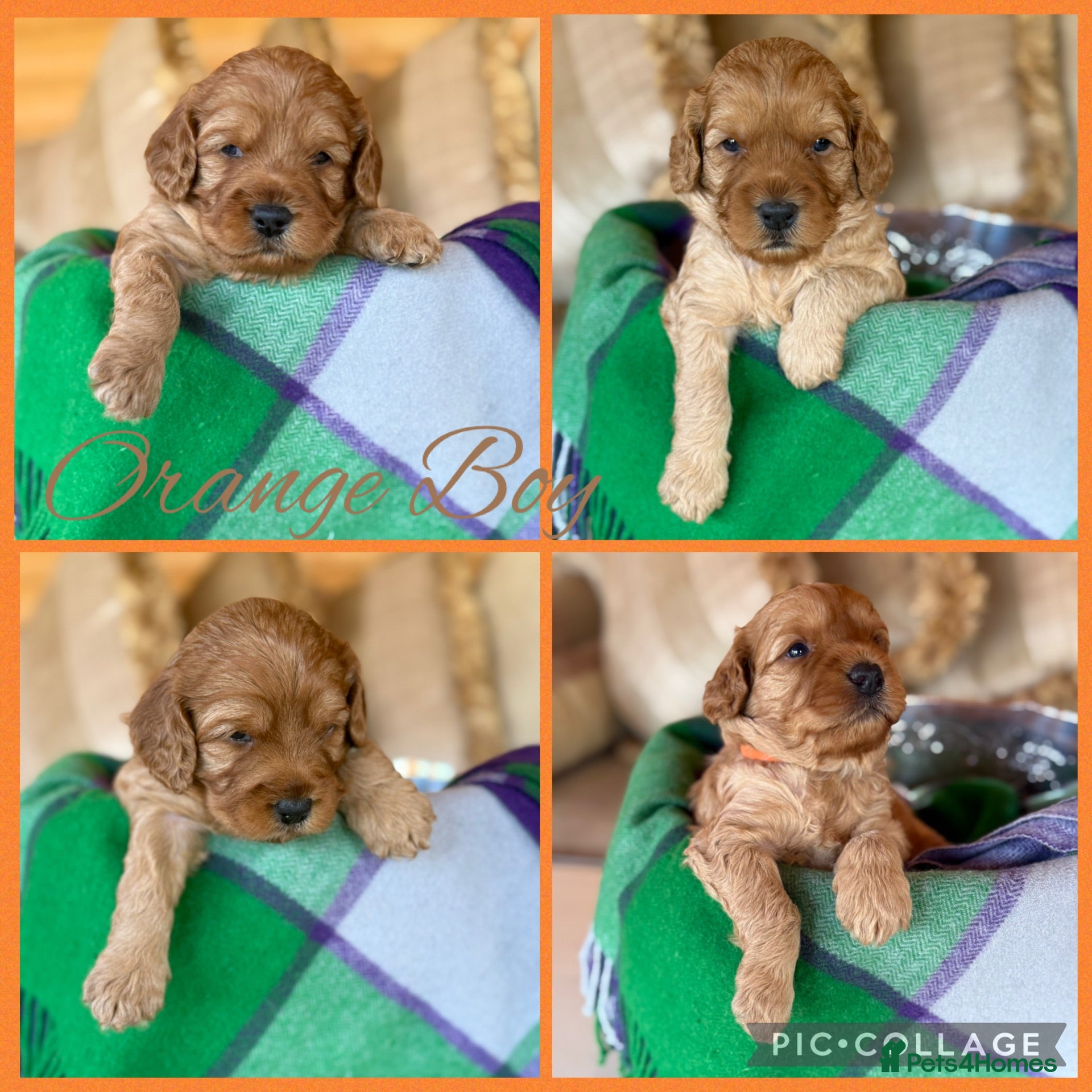Cavapoo dogs Extensively Health Tested Cavapoo Puppies🏆 - Advert 2