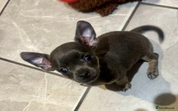 Chihuahua dogs for sale: Adorable blue chihuahua puppy ready now - Image 1