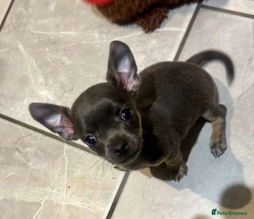 Chihuahua dogs for sale: Adorable blue chihuahua puppy ready now - Image 1