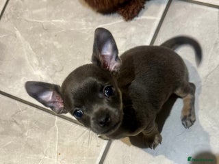 Chihuahua dogs - Advert 4