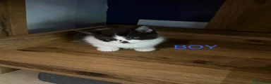 Mixed Breed Kitten 2