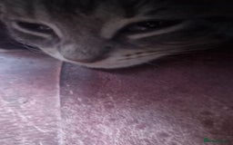 Mixed Breed cats for sale: Charming Cheeky Chunky  Bengal X Kittens. - Image 4